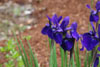 iris sibirica Caesars Brother - 2
